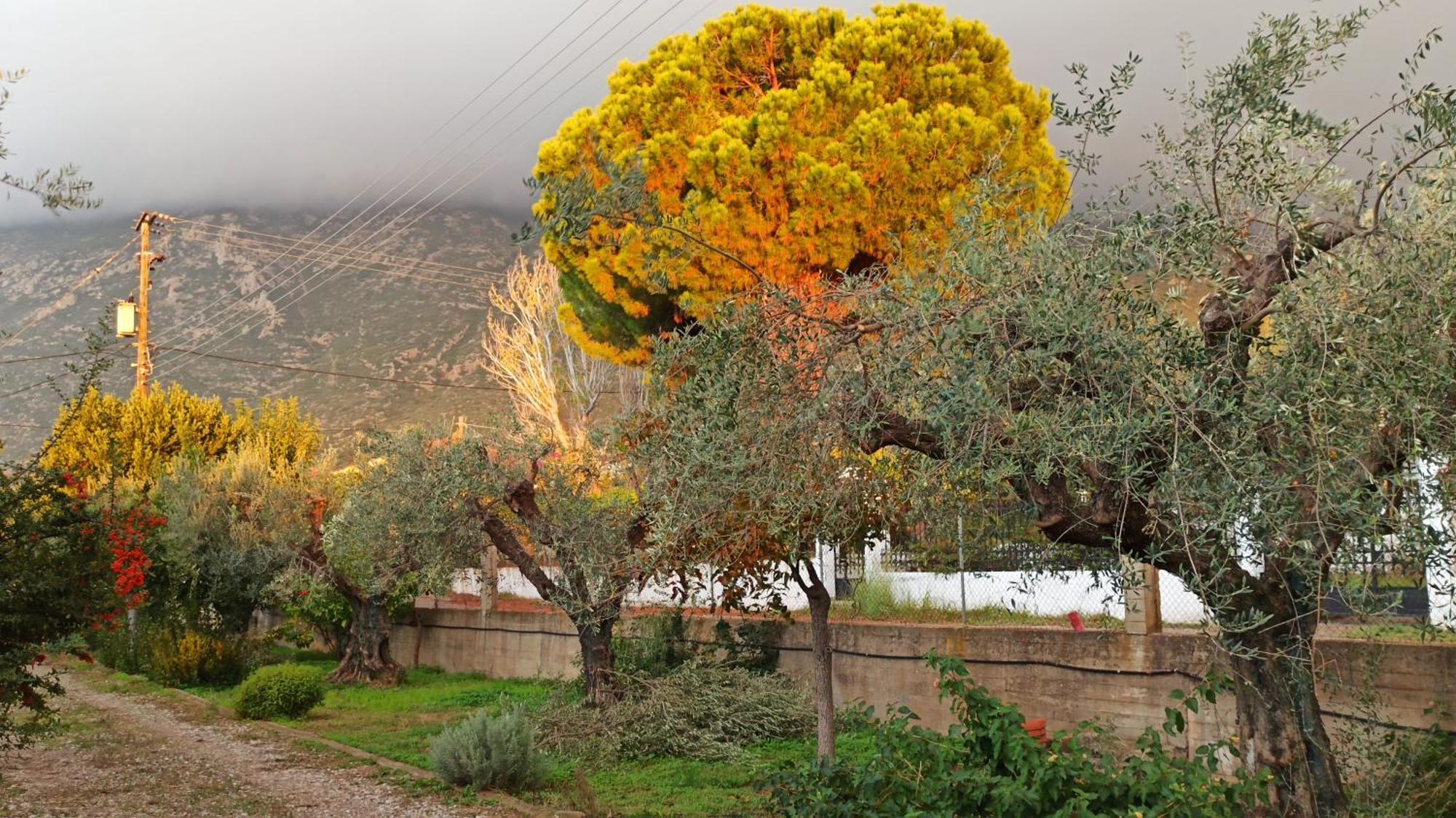 Nafpaktos Cottage By The Sea For Travelers And Dreamers! Bagian luar foto